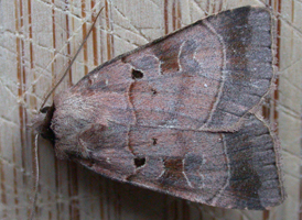 Pale-banded Dart